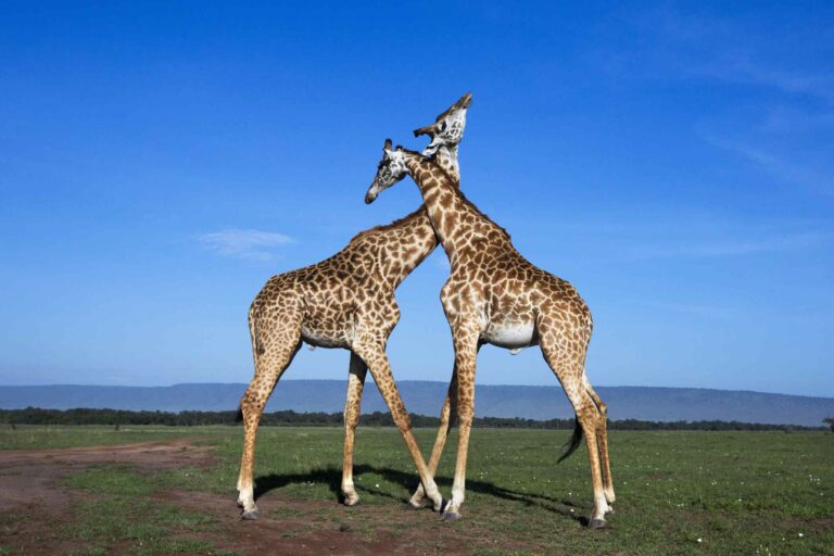 Giraffes are often pictured as a symbol of Nonviolent Communication.
